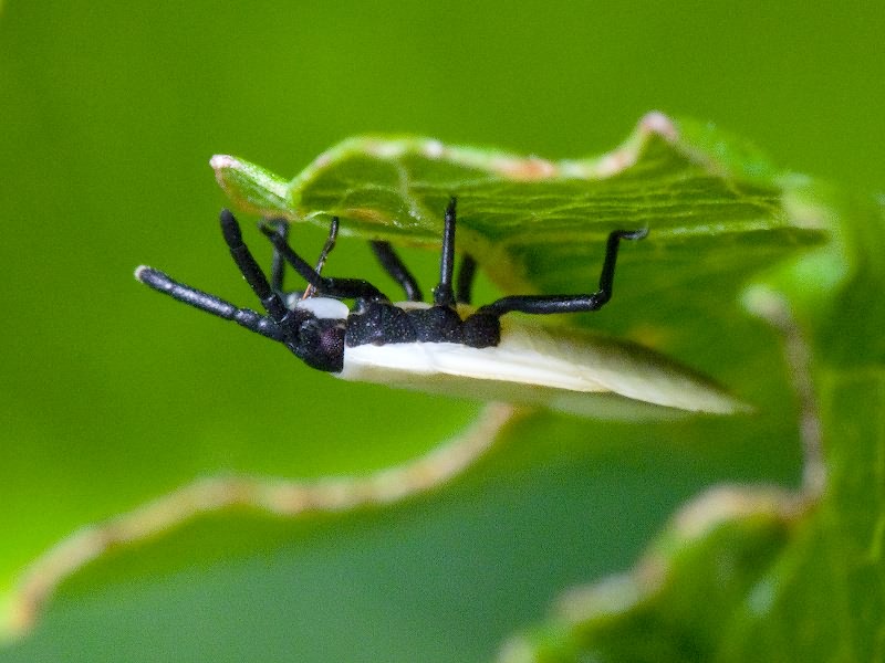 Catoplatus carthusianus (Goeze, 1778)